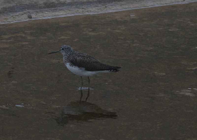 Green Sandpiper